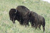 The Exermination of the American Bison