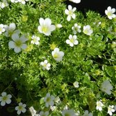 6 x Saxifraga 'White Pixie' - Steenbreek Pot 9x9 cm - Witbloeiende Rotstuinplant