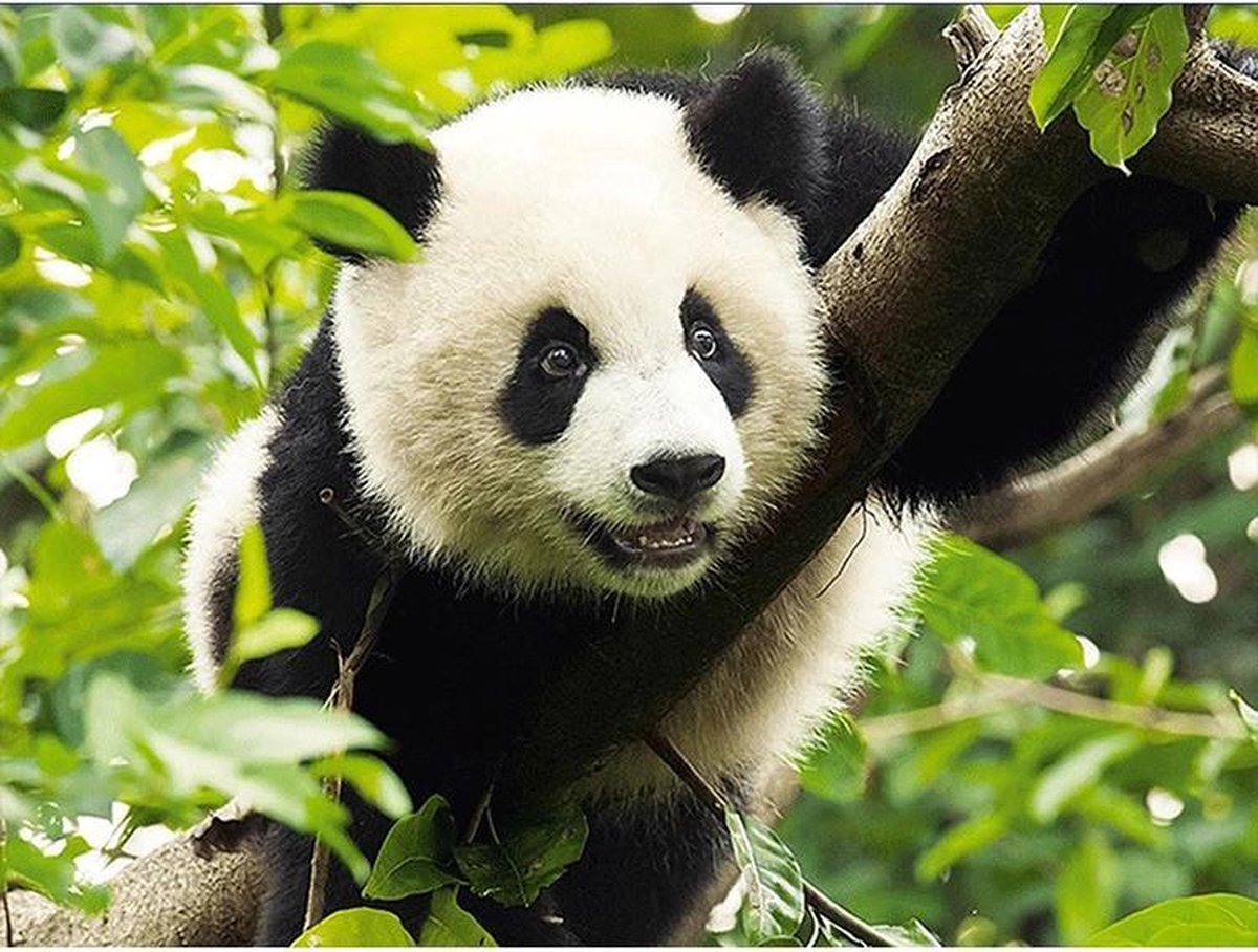 Diamond Painting World™ Pandabeer in een boom - Diamond painting pakket - volledig bedekt - 30x40cm