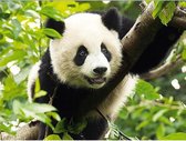 Diamond Painting World™ Pandabeer in een boom – Diamond painting pakket – volledig bedekt – 30x40cm