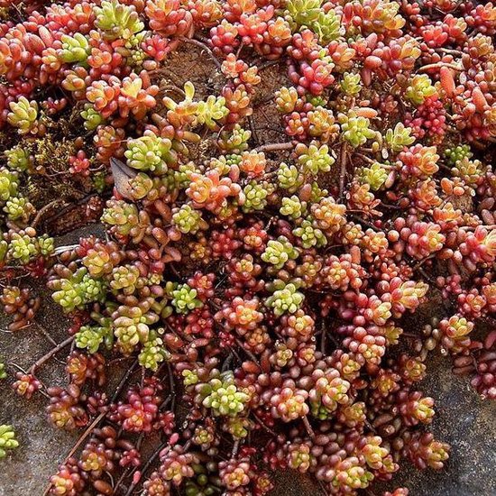6 x Sedum Album 'Coral Carpet' - Vetkruid pot 9x9cm - Bodembedekker met sappig groen blad en koraalroze bloemen - Arborix
