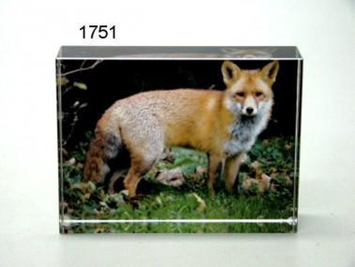 Glasblok met ingegraveerde foto van een vos