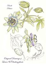 Sketchbook Drawings - Original Drawings of Leaves and Climbing Plants