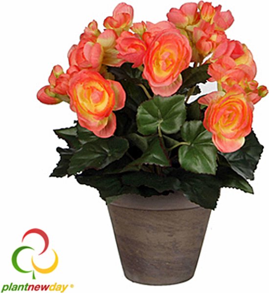 Décorations Mica - Begonia H30D25 Saumon En Pot Stan  Gris 