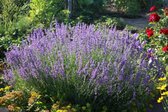 12x Lavandula angustifolia - Lavendel in p9 (0,5 liter) pot