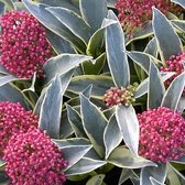 Skimmia Japonica 'Marlot' - Skimmia  15-20 cm pot