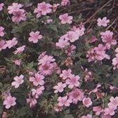 6 x Geranium Endressi 'Wargrave Pink' - Ooievaarsbek pot 9x9cm, roze bloemen en langbloeiend
