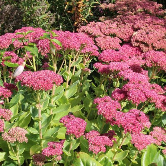 Veld vol roze bloeiende Sedum 'Herbstfreude' met groene bladeren.