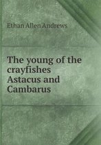The young of the crayfishes Astacus and Cambarus