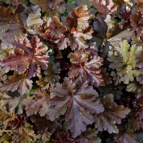 Foto: 3 x heuchera chocolate ruffles purperklokje pot 9x9cm