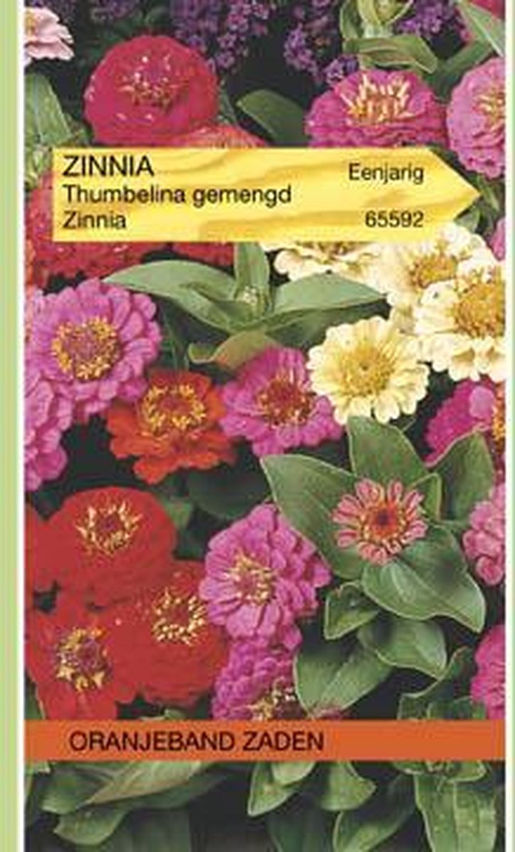 Zinnia Thumbelina gemengd