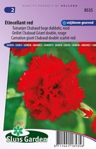 Sluis Garden - Tuinanjer, Anjer Chabaud Etincellant Red (Dianthus)
