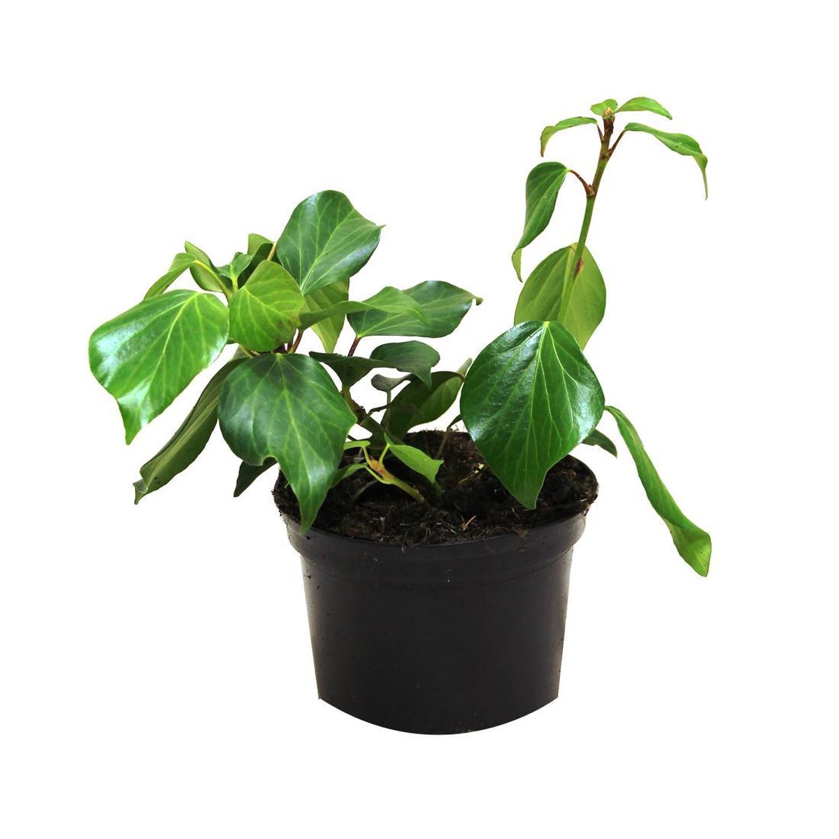 Hedera Colchica 'Arborescens' - Struikklimop 30-40 cm in pot