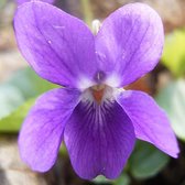 6 x Viola Odorata - Viooltje Pot 9x9cm - Geurige Voorjaarsbloeier