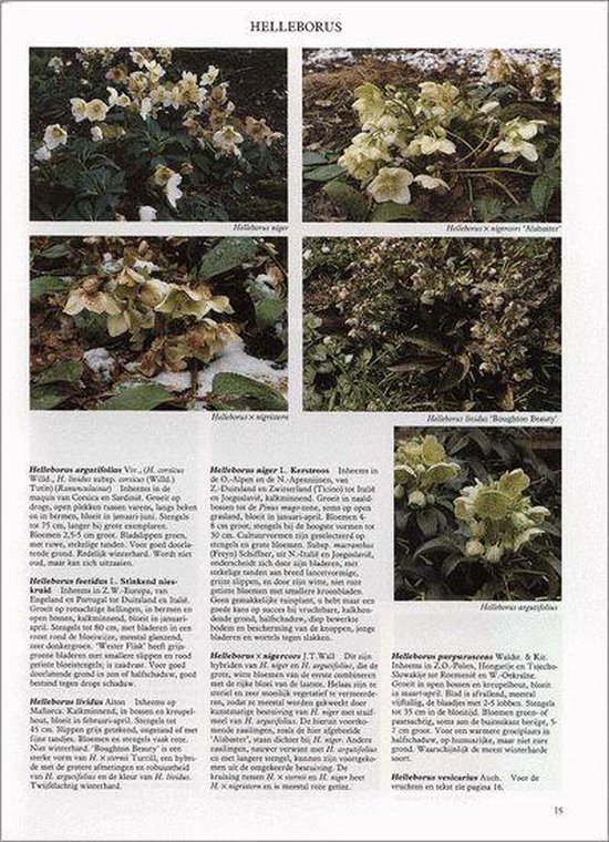 Vaste Planten