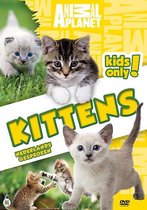 Special Interest - Kittens