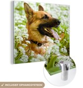 MuchoWow® Glasschilderij 50x50 cm - Schilderij acrylglas - Duitse Herder zit tussen de witte bloemen - Foto op glas - Schilderijen