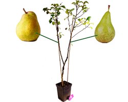 Pyrus Communis 'Duo' twee soorten aan één boom - Conference & Doyenne du Comice - 5 liter pot