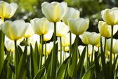 Fotobehang - White Tulips 375x250cm - Vliesbehang