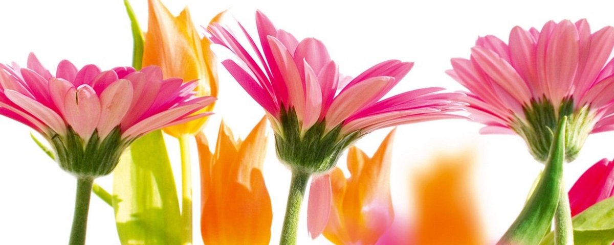 Fotobehang - Spring Flowers 375x150cm - Vliesbehang