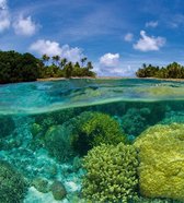 Fotobehang - Coral Reef 225x250cm - Vliesbehang