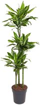 Good & Green - Dracaena Gold Coast - Dragon Blood Tree - XL -↨ 160cm - Taille du pot 24 - Plantes de qualité exclusive - Plante d'intérieur - Plantes d'intérieur - Ambiance - Intérieur