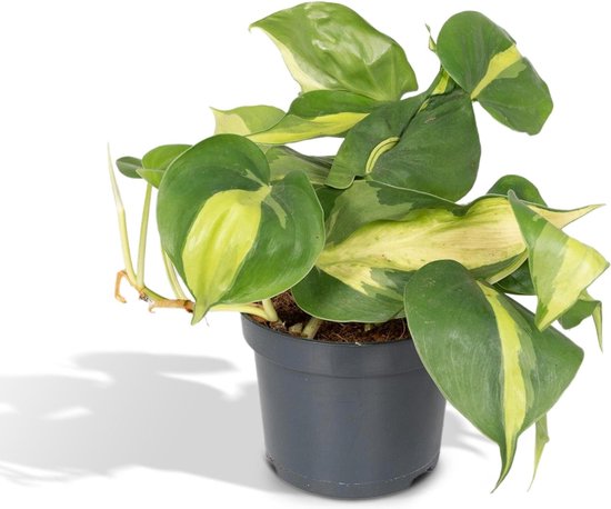 Philodendron Scandens hangplant