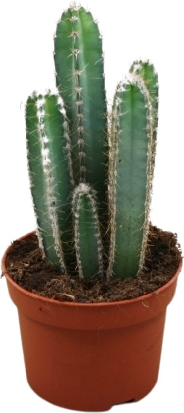 De leukste cactus soorten en hoe ze te verzorgen