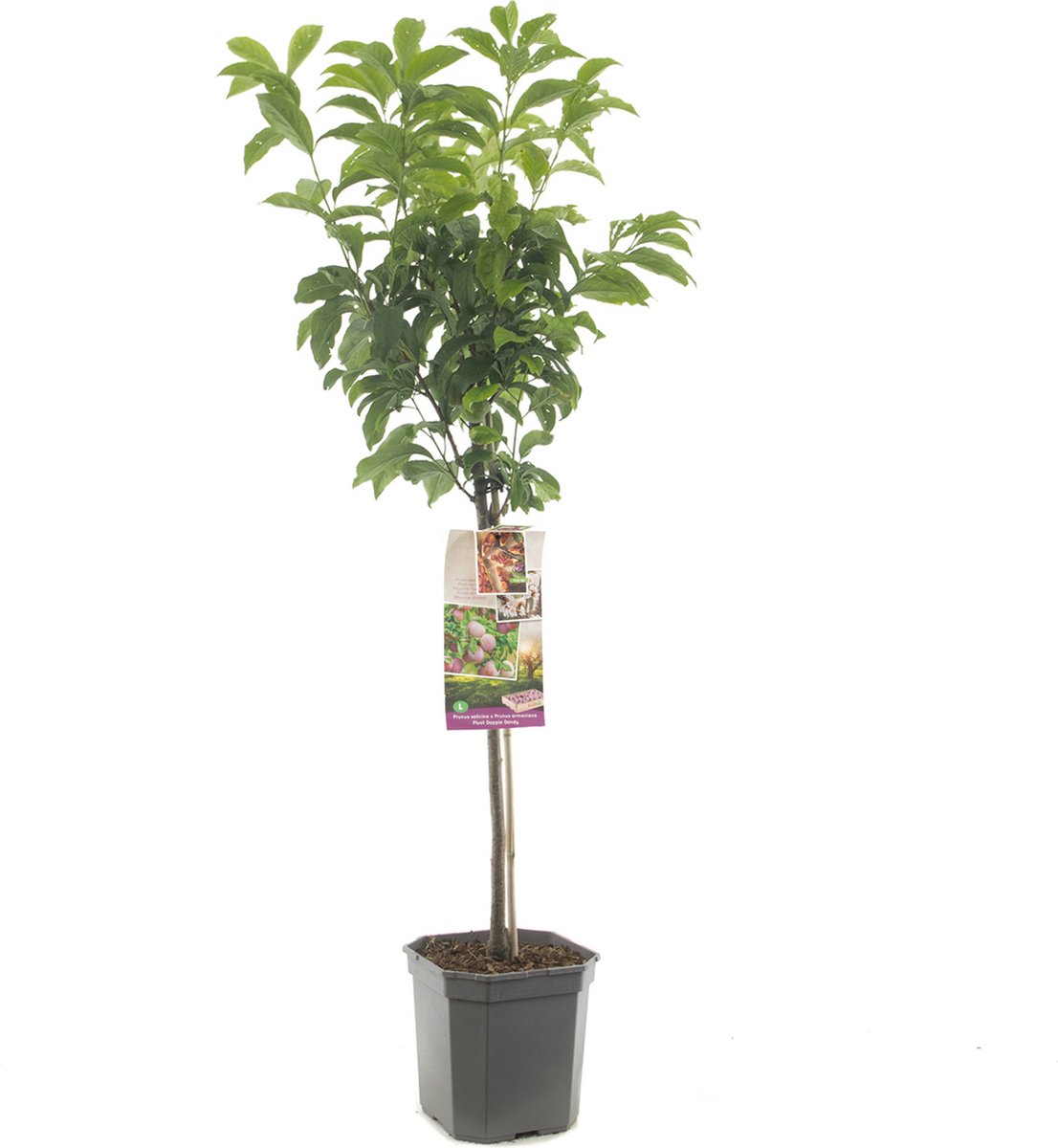 Prunus salicina x Prunus armeniaca Dapple Dandy | Pluot | pruim en abrikoos kruising | laagstam