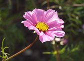 MRS Seeds & Mixtures Cosmea 'Daydream' - Cosmos bipinnatus – eenjarige bloemen – trekt nuttige insecten aan – ideaal voor borders – kan gebruikt worden als snijbloem