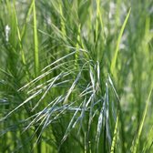 MRS Seeds & Mixtures Type NGW2 – Siergraszaad - Middenschraal Grasmengsel – combineerbaar met bloemen – inheemse grassen – geschikt voor alle bodems – creëren schuilplekken voor kleine dieren, vogels en insecten