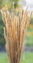 Fleurs séchées - Blé - Triticum Aestivum - Wit