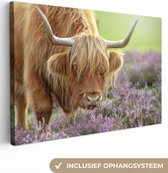 Tableau sur Toile Scottish Highlander - Violet - Fleurs - 120x80 cm - Décoration murale