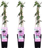 Passiebloem (Passiflora) – Hoogte: 65 cm – van Botanicly