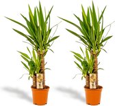 Yucca – Palmlelie (Yucca) – Hoogte: 90 cm – van Botanicly