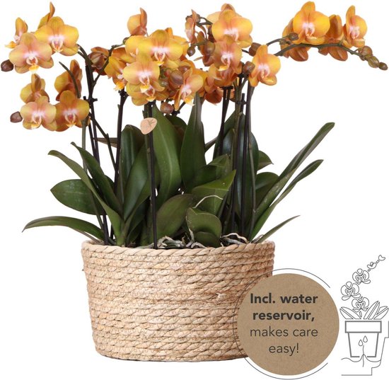 Orchidee – Vlinder orchidee (Phalaenopsis) – Hoogte: 12 cm – van Botanicly