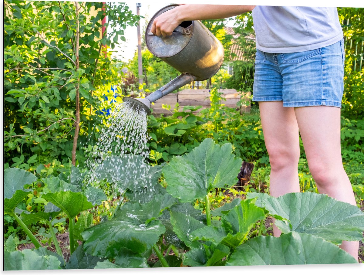 Dibond - Tuin - Bloemen - Planten - Gieter - Water - Groen - 80x60 cm Foto op Aluminium (W