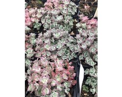 6 x Sedum spathulifolium 'Purpureum' - Vetkruid - pot 9 x 9 cm