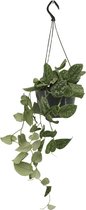 Groene plant – Drakenklimop (Scindapsus pictus Monstrosus) – Hoogte: 25 cm – van Botanicly