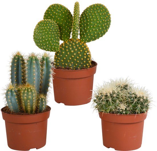 Plant in a Box cactus Euphorbia Ingens - hoogte 85-95cm - pot 24cm – vtwonen