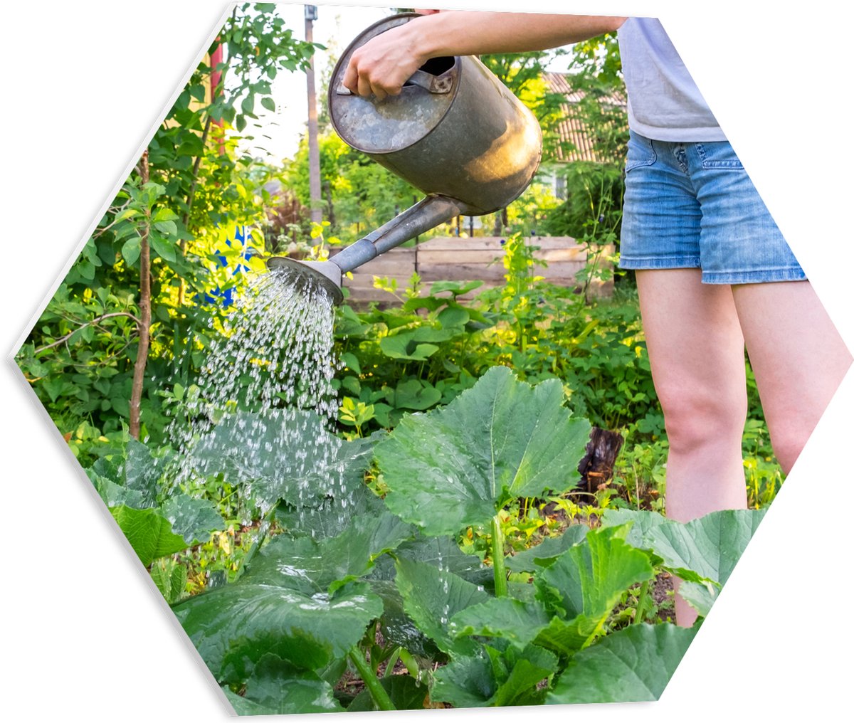 PVC Schuimplaat Hexagon - Tuin - Bloemen - Planten - Gieter - Water - Groen - 50x43.5 cm F