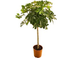 Schefflera op stam - 130cm