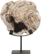 MUST Living Statue Fossil,33x26x11 cm, petrified wood on an base