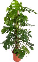 Trendyplants - Monstera Pertusum - Gatenplant - Kamerplant - Hoogte 110-130 cm - Potmaat Ø24cm