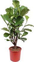 Trendyplants - Ficus Lyrata vertakt - Tabaksplant - Kamerplant - Hoogte 150-170 cm - Potmaat Ø30cm