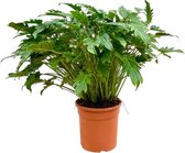 Trendyplants - Philodendron Xanadu - Kamerplant - Hoogte 90-110 cm - Potmaat Ø30cm