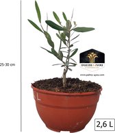 Olea europaea ' Bush' - 2,6 litres - Olijfboom 25-30 cm de hauteur - Petit Olijfboom pour terrasses et balcons