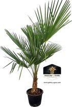 Trachycarpus fortunei 35 L - Palmboom 140-150 cm - Stamhoogte 50-60 cm - Sierlijke Palm voor Aantrekkelijke Tuinaccenten