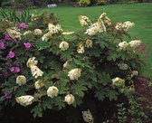 3 stuks | Hydrangea quercifolia Snow Queen C2 25-30 cm