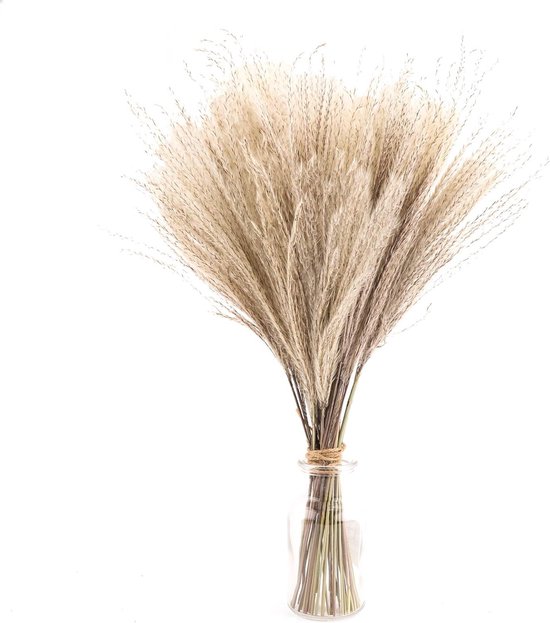 50 pièces d'herbe de pampa séchée naturelle blanche artistique 40 cm décoration de maison bohème ; Phragmites Communis naturelles, fleurs séchées pour vases, bouquet de fleurs blanches